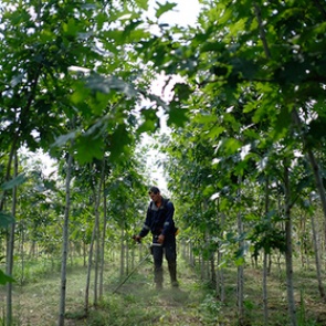 В растениях нашли источник бессмертия