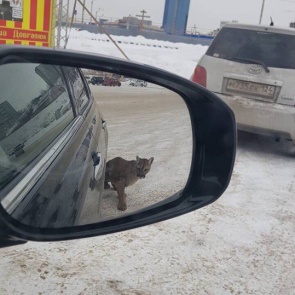 «Она просто играла»: в цирке объяснили нападение пумы на красноярку