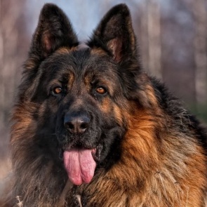 Немецкая овчарка вцепилась в голову погладившего ее первоклассника