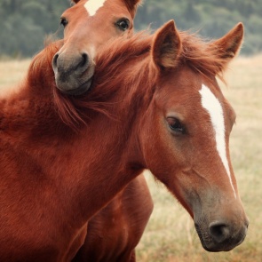 В Красноярском крае полицейские задержали подозреваемую в мошенничестве при продаже лошадей