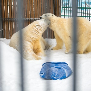 «Любовь в зоопарке»: как животные выражают чувства и нежность друг другу