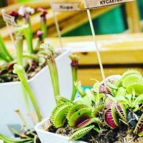Сибиряки могут купить хищные растения на тематической выставке