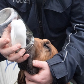 Ученые связали непереносимость запаха пота и любовь к диктатуре