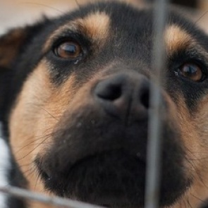 В ачинском приюте "Доброе сердце" чумка: животным как никогда нужны лекарства