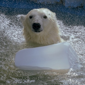 Очаровательные белые мишки из «Роева ручья» искупались в бассейне и попозировали фотографам