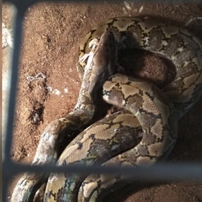 Оставленного на лечение в клинике питона бросили хозяева. Каких необычных животных еще «забывают»?