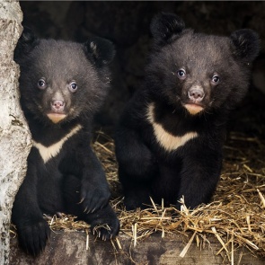 Красноярцам показали детенышей гималайских медведей
