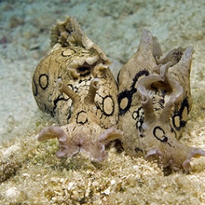 Впервые осуществлена пересадка памяти между живыми существами