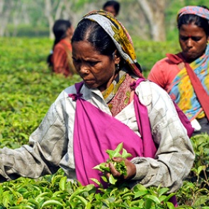 В чае нашли лекарство от рака