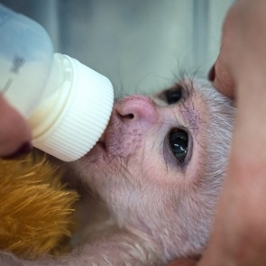 В «Роевом ручье» показали кормление непоседливой новорожденной обезьянки