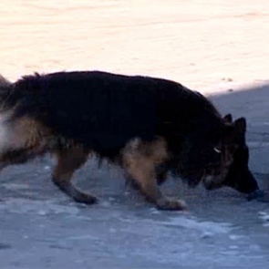 На севере края собака ГУФСИН помогла раскрыть убийство без свидетелей