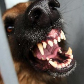 Из-за бешеной коровы собаки и кошки Ужурского района попали под карантин