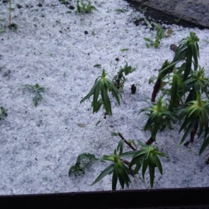 «Плакать хочется, все побило»: на Назарово обрушился крупный град