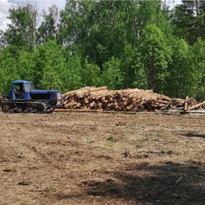 Депутат рассказала о незаконном захвате земли и вырубке леса под Красноярском