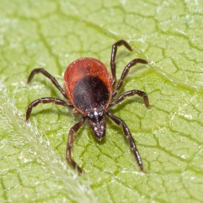 Жара не заставила клещей снизить активность: за неделю покусали 2,5 тысячи человек