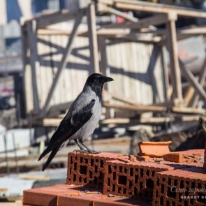 Что нас ждёт в июле: бюджетников рассчитают «МИРом», а строителям запретят брать деньги у дольщиков