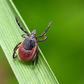 В Красноярском крае не падает активность клещей