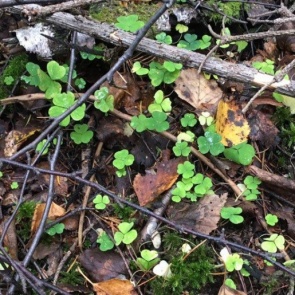 Трое грибников за сутки пропали в лесах Красноярского края