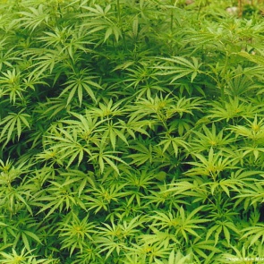 В Ачинске стражами порядка пресечен факт незаконного оборота марихуаны