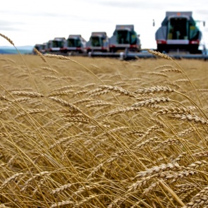 Трех замминистров сельского хозяйства Красноярского края поймали на сокрытии доходов