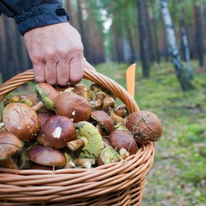 В Нижнеингашском районе полицейские целую ночь искали в лесу пропавших грибников