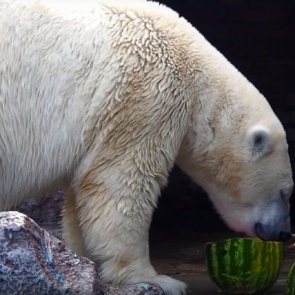 Медведицу Аврору из «Роева ручья» накормили арбузом