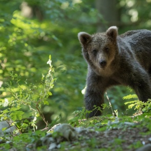 На севере Красноярского края медведь-попрошайка вышел на дорогу