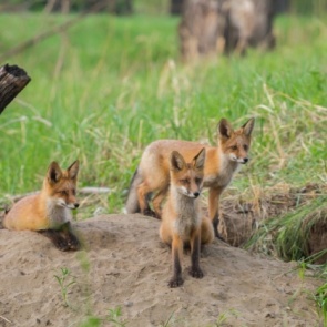 В Железногорске бешеная лиса пробралась в огород и была растерзана собаками — вводят карантин
