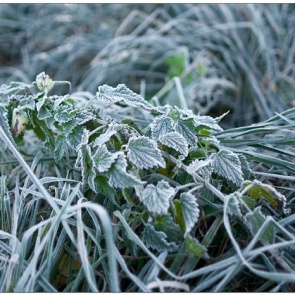 В Красноярском крае ожидаются заморозки