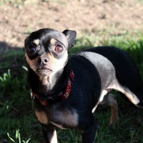 В Хакасии осудят мужчину за убийство тойтерьера на глазах у ребенка