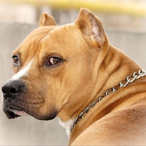 Защищая спаниеля от стаффордширского терьера, пострадала жительница Мотыгинского района