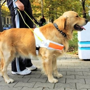 В Красноярском крае инвалида с собакой-поводырём не пустили в магазин