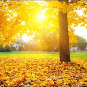 Последние выходные октября в Красноярском крае и Хакасии порадуют теплом и солнцем