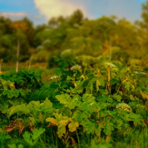 В Германии объяснили «борщевичное бедствие» в России