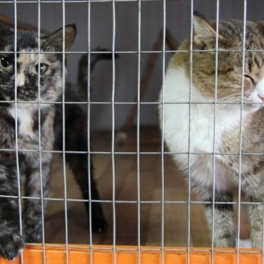 В ачинском приюте «Доброе сердце» мёрзнут животные