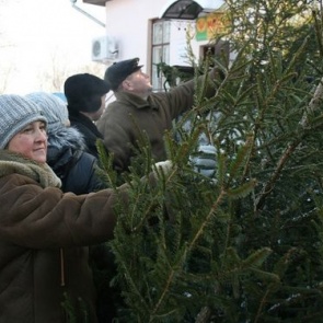 В Ачинске определены места под елочные базары