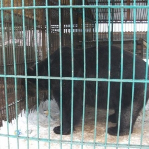 Медведь откусил руку женщине на базе отдыха "Айдашка"