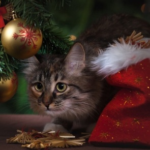 ЕДДС: ачинцам о правилах безопасности в новогодние праздники