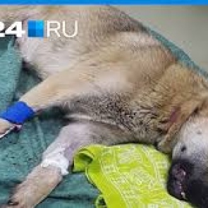 Съевшая наркотическую закладку дворняжка Бежа пришла в сознание