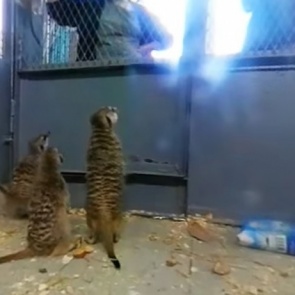 В зоопарке сняли милое видео с сурикатами в формате 360: зритель может сам двигать камеру (видео)