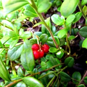 Брусничный лист полезные свойства и противопоказания