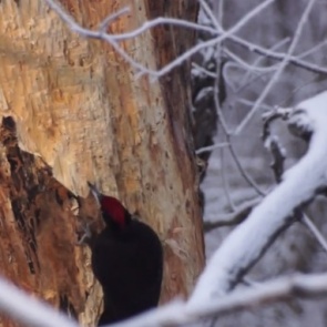 В Красноярском крае подкараулили за работой огромного дятла в красном «берете»