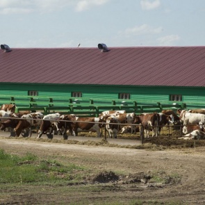Краевое предприятие стало лидером сельскохозяйственной отрасли России
