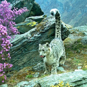 На территорию Красноярского края могут выпустить исчезающих снежных барсов