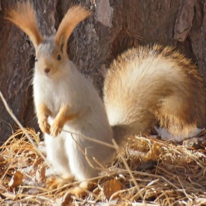 У зверька-символа «Шушенского бора» с опозданием начался период страстей и агрессии