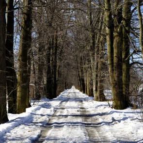 Аномальное тепло в Красноярском крае может привести к ранним лесным пожарам