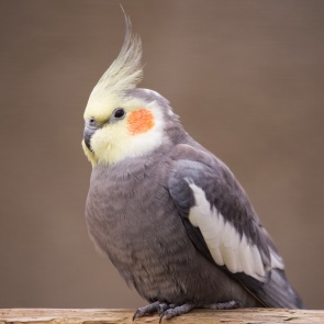 Бизнес-леди из Красноярского края продала попугая без документов и получила штраф