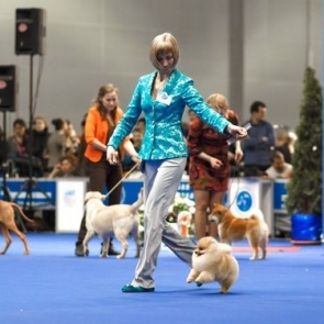 Сибирская выставка собак состоится 8 марта в Ачинске