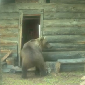 Медведь-вандал разорил избушку в Красноярском крае и попал на камеру