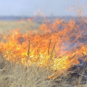 ЕДДС города Ачинска напоминает: ТРАВЯНЫЕ ПАЛЫ ЗАПРЕЩЕНЫ!